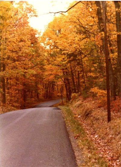 A road with trees and leaves on the side of it.