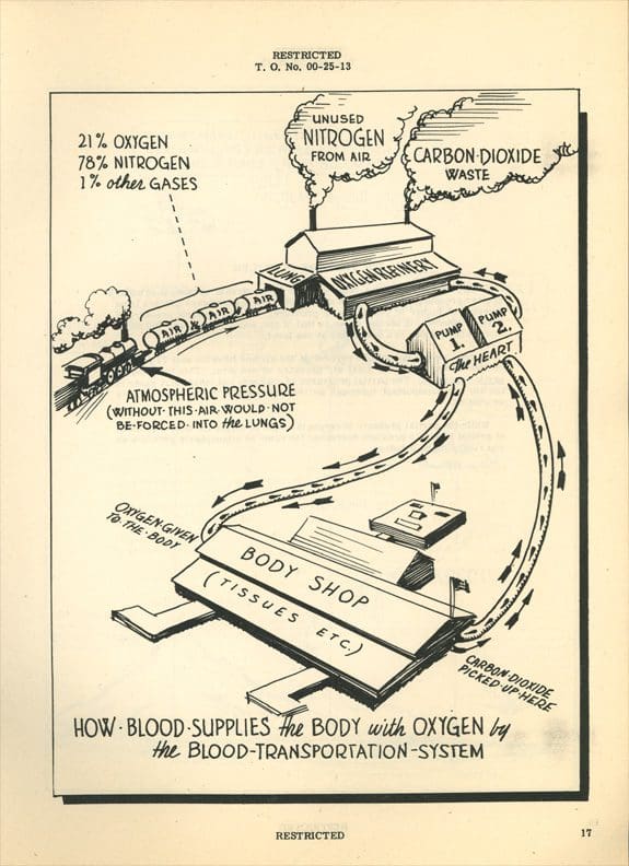 A black and white drawing of a blood supply system.