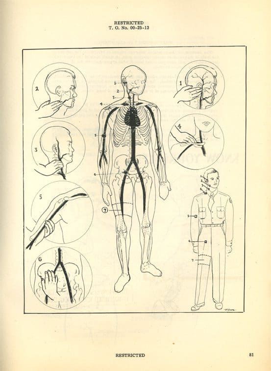 A drawing of the human body with various organs.