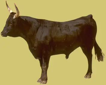 A black bull standing on a yellow background.