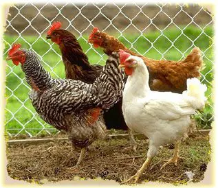 A group of chickens standing next to a chain link fence.