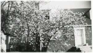 A black and white photo of trees in the sun.